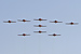 Canadian Snowbirds #3