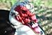 Muscovy Duck