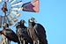 American Black Vulture