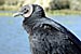 American Black Vulture