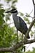 Yellow-crowned Night Heron