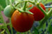 Cherry Tomatoes